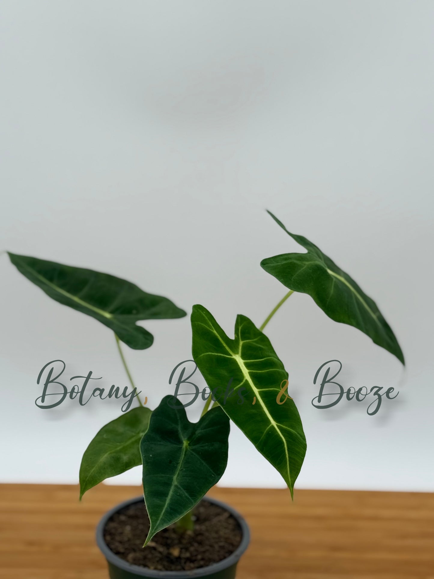 Alocasia Frydek