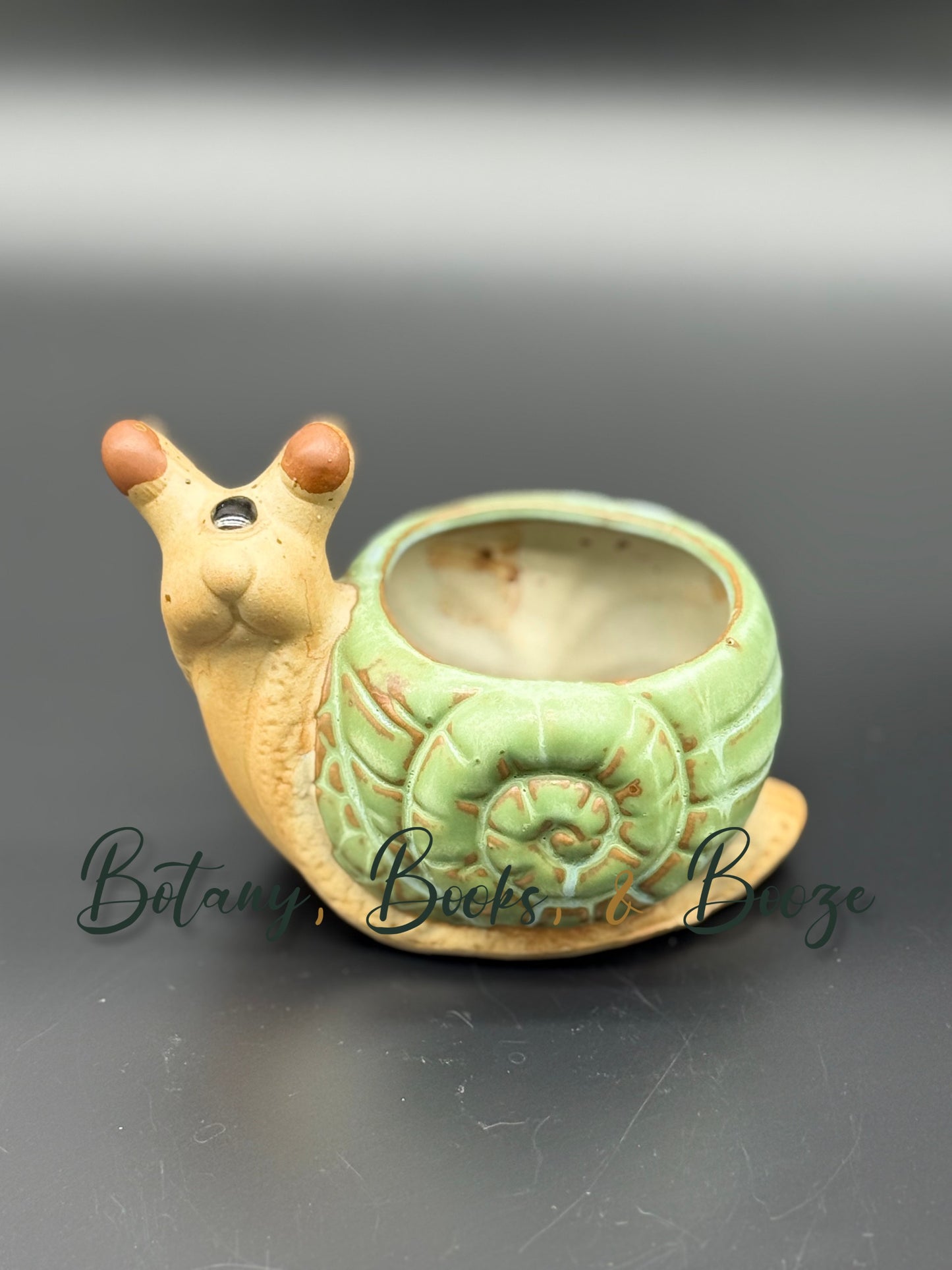 One-eyed Snail
