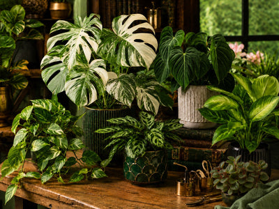 Indoor