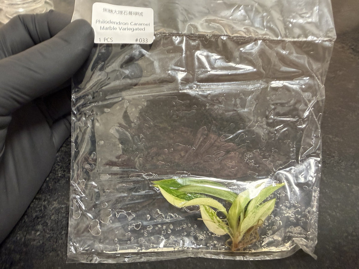 A sealed tissue culture plant in its protected bag