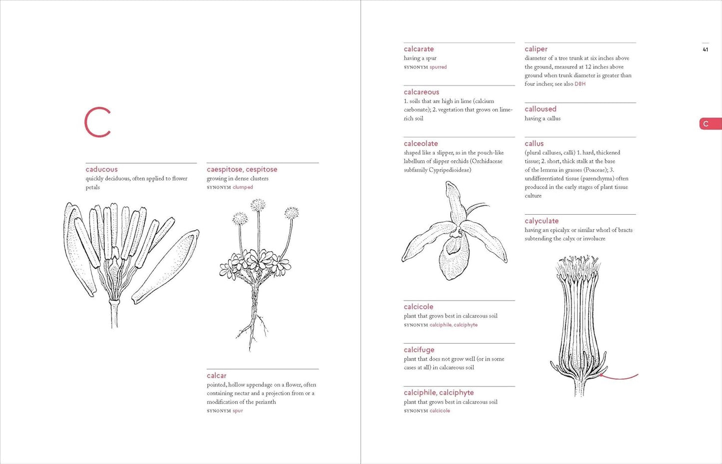 A Botanist's Vocabulary