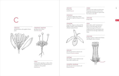 A Botanist's Vocabulary