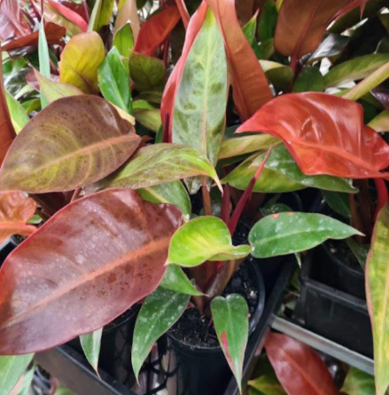 Philodendron Red Sun