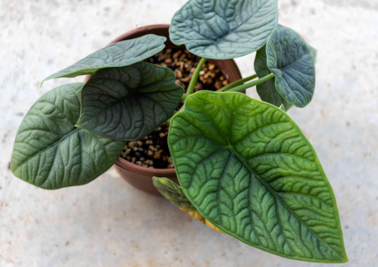 Alocasia Melo