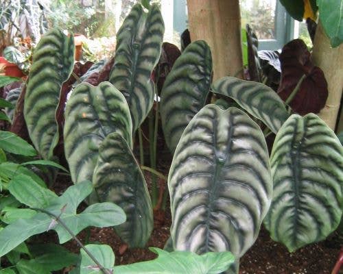 Alocasia Cuprea