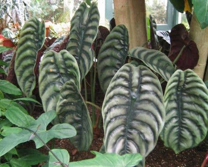 Alocasia Cuprea