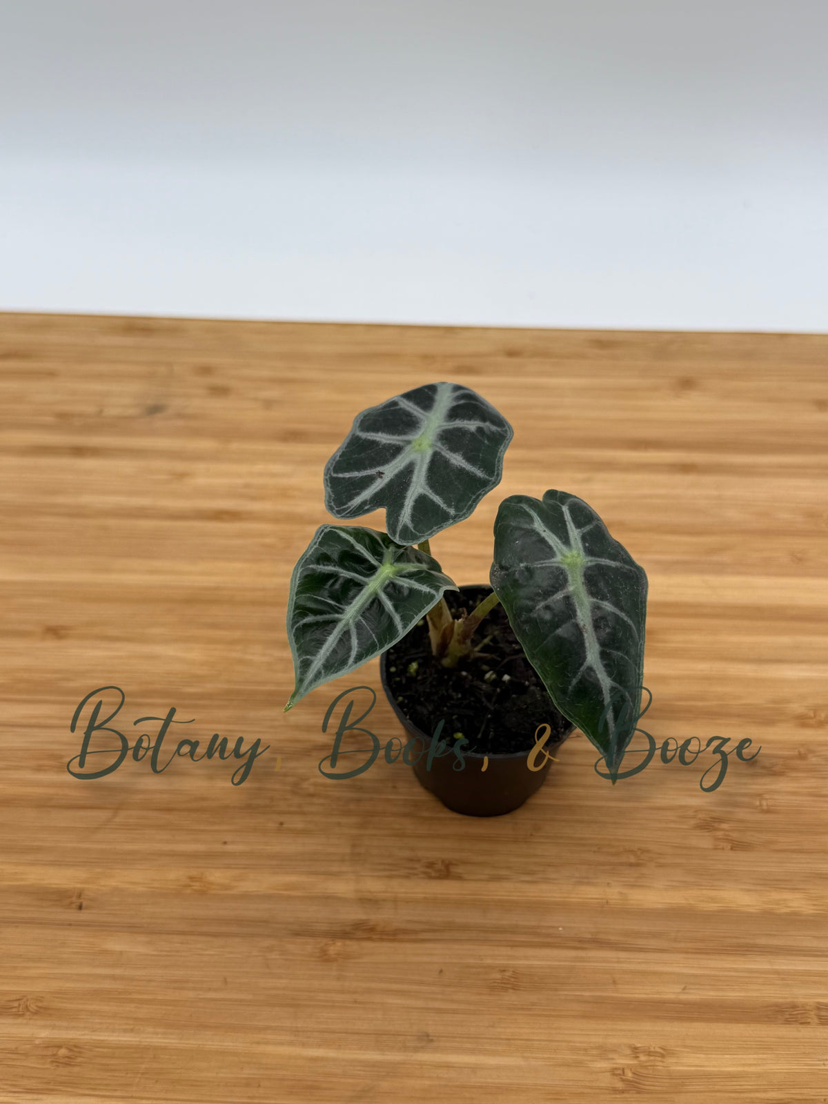 Alocasia Parasol - African Mask Plant