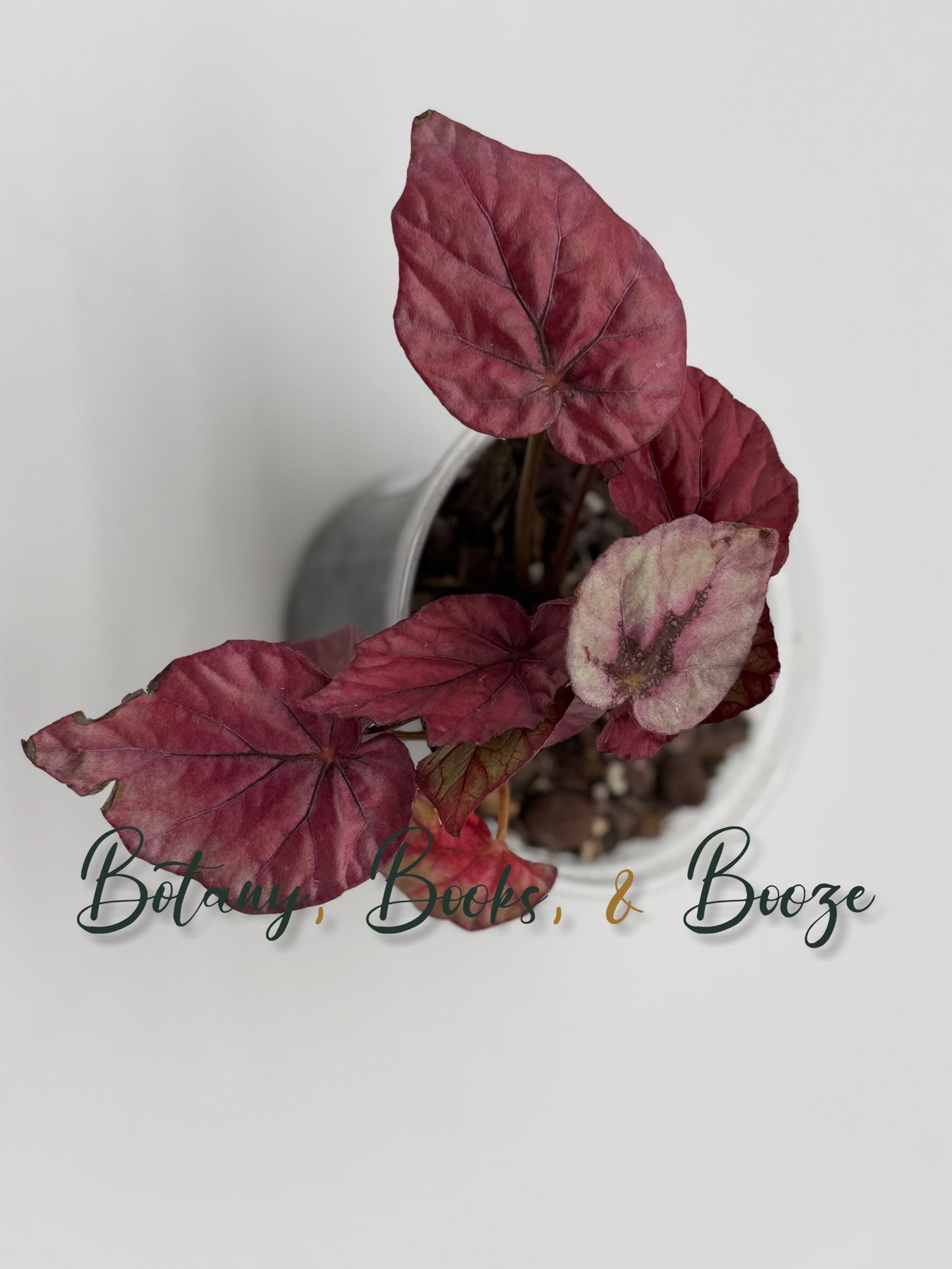 Begonia Inca Flame