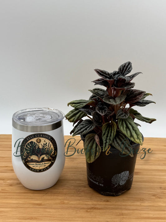 Peperomia caperata 'Montevideo'