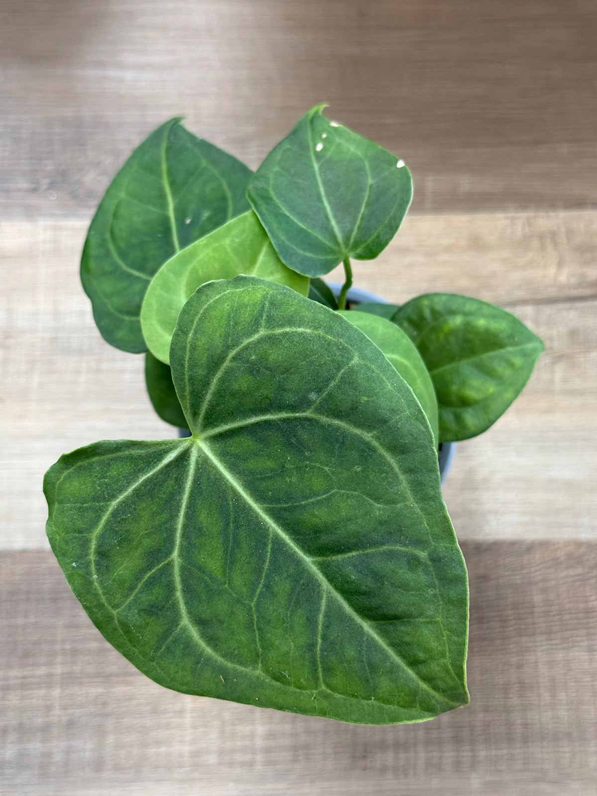 Anthurium Clarinervium