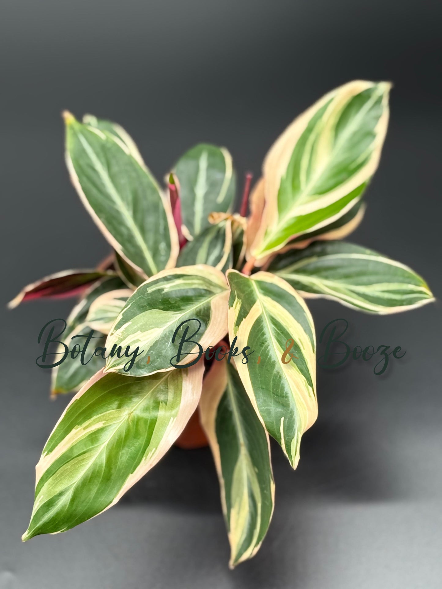 Stromanthe sanguinea Triostar