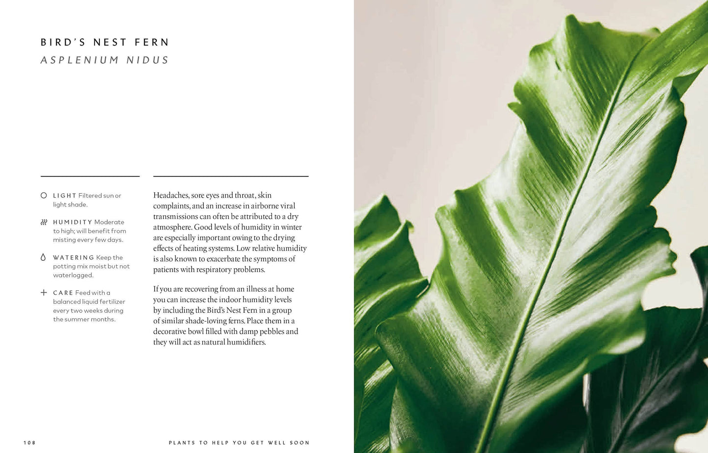 The Healing Power of Plants