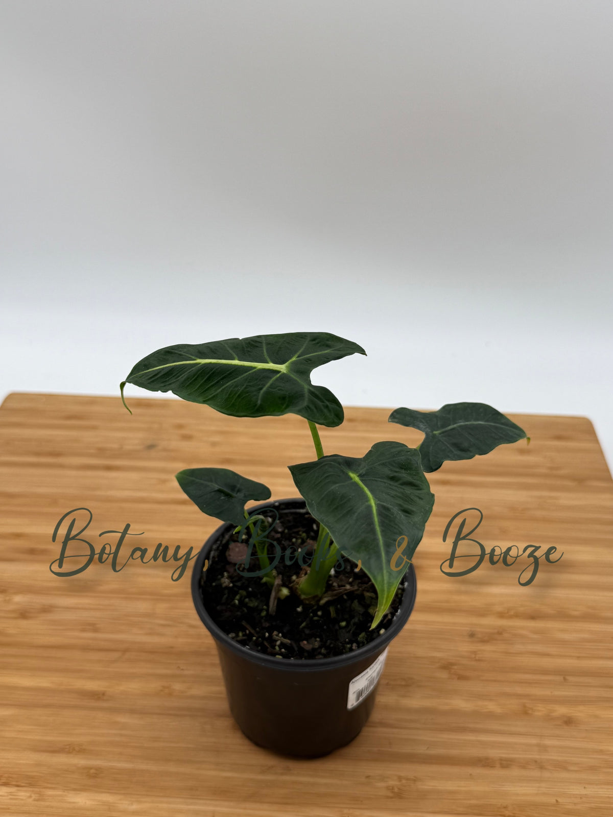 Alocasia frydek Tattooed