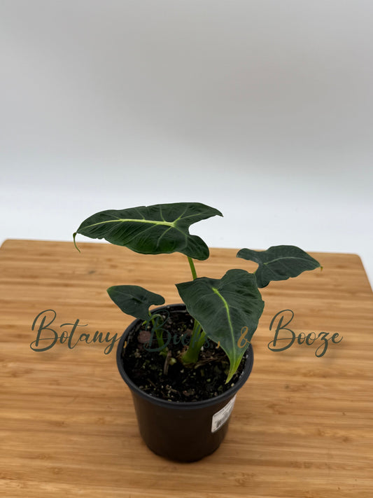Alocasia frydek Tattooed