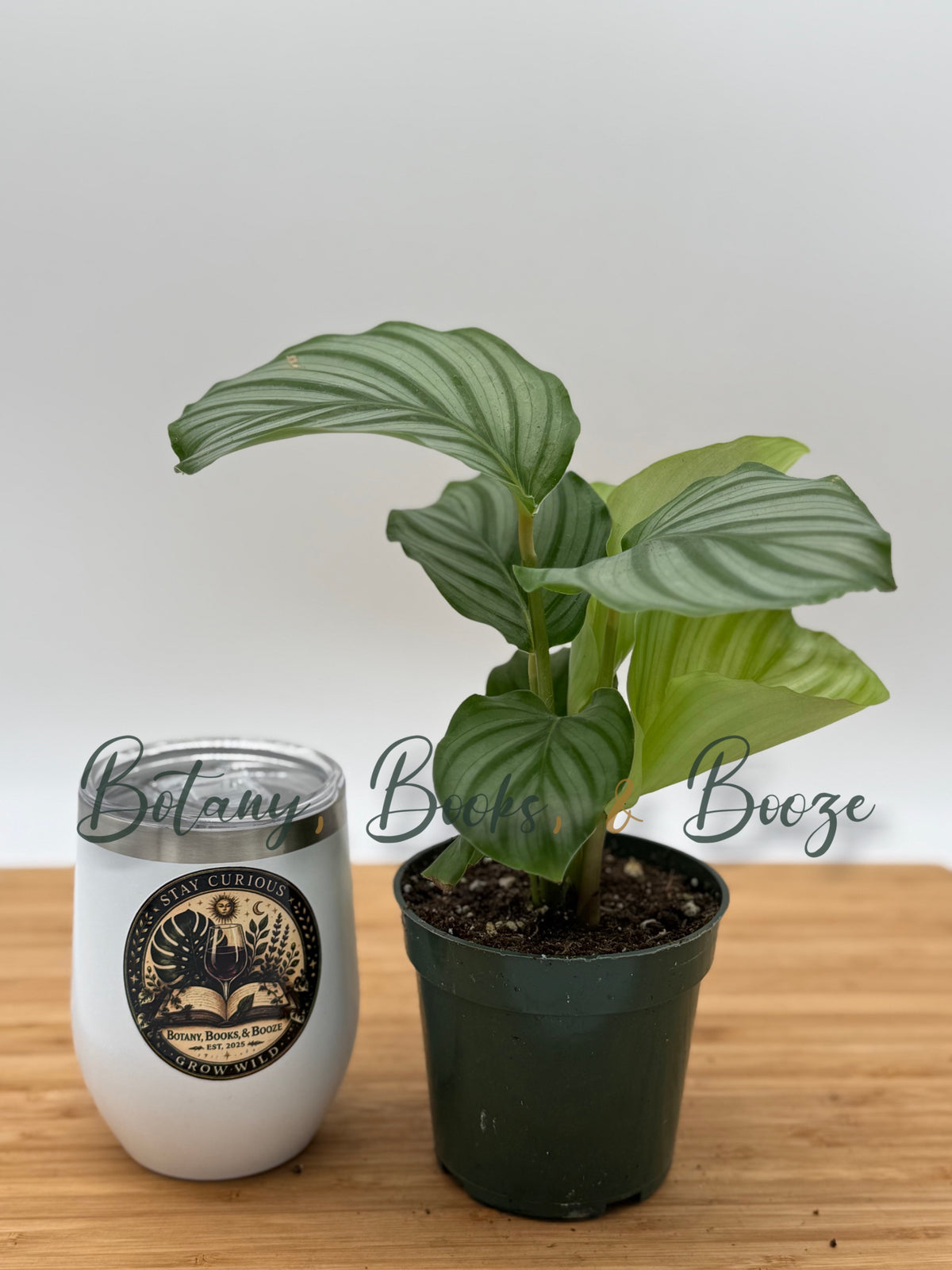 Calathea Orbifolia (Prayer Plant)