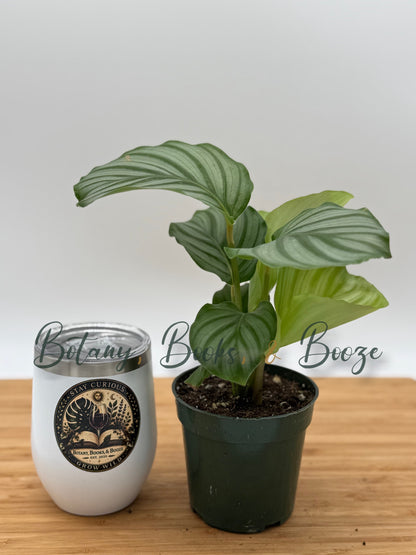 Calathea Orbifolia (Prayer Plant)