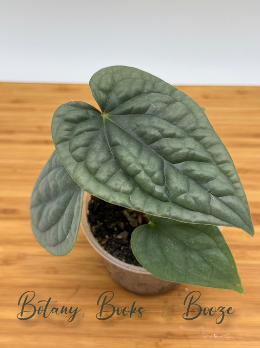 Anthurium luxurians