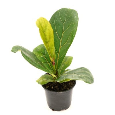 Ficus lyrata Fiddle Leaf Fig