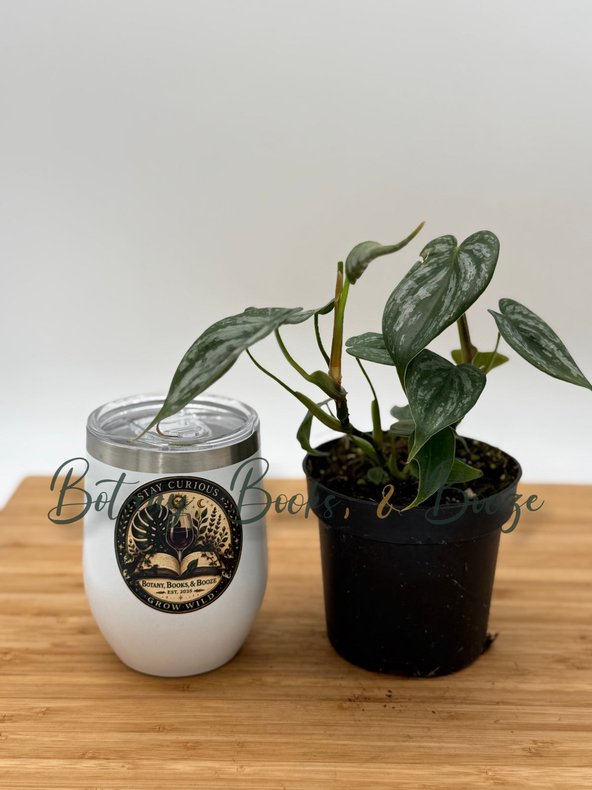 Philodendron brandtianum Silver Leaf