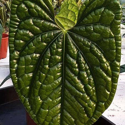Anthurium luxurians