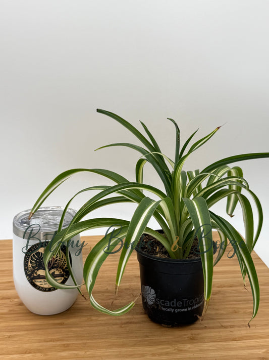 Chlorophytum comosum Bonnie (Curly Spider Plant)