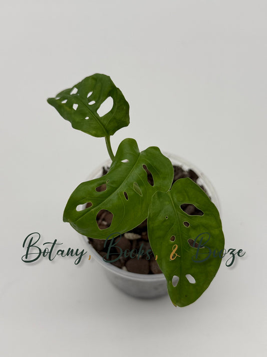 Monstera Obliqua