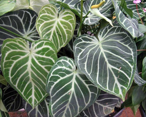 Anthurium Clarinervium