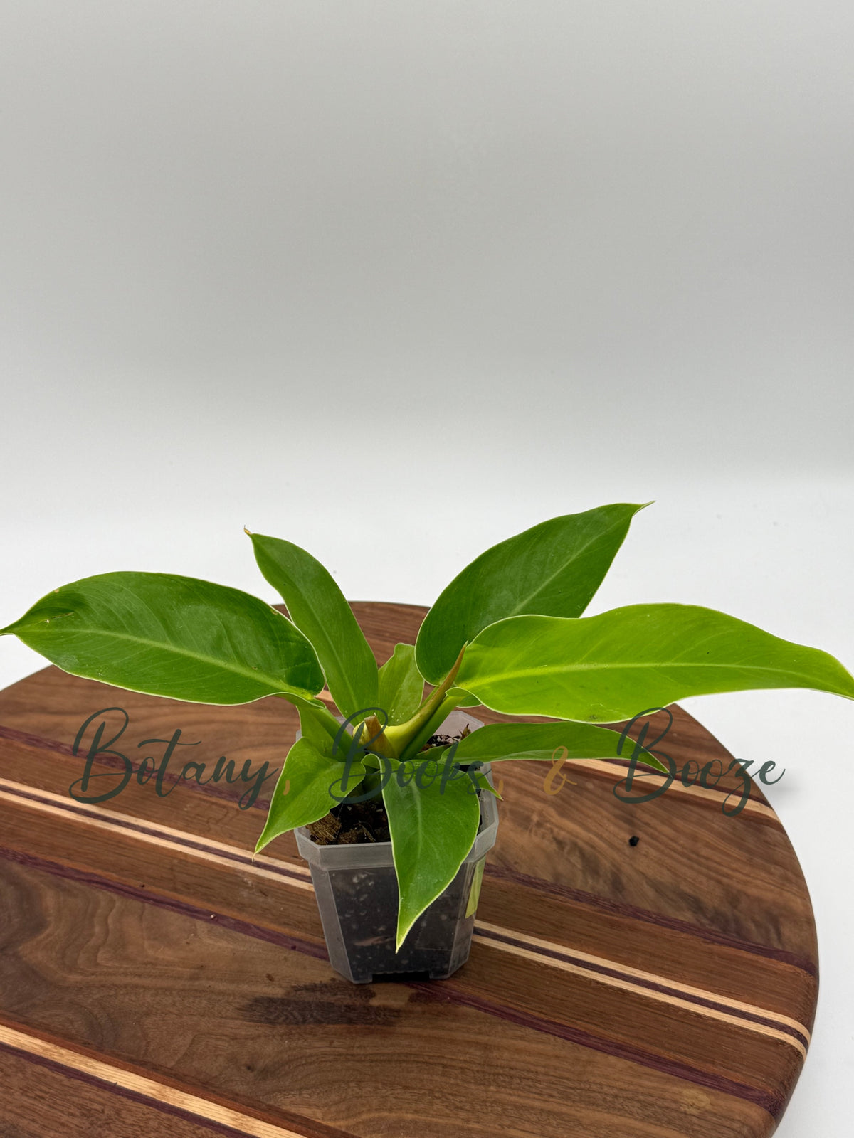 Philodendron Moonlight
