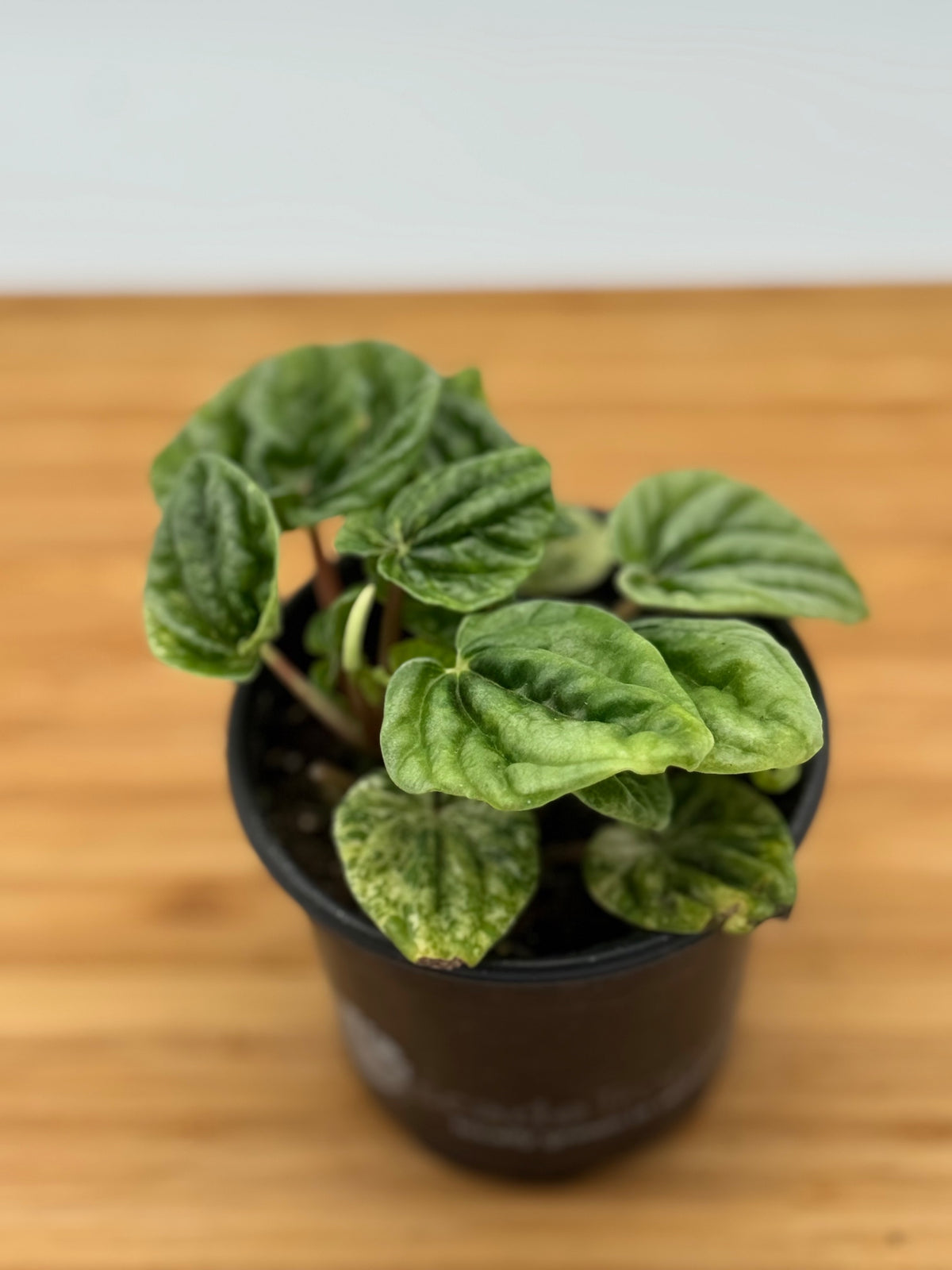 Peperomia caperata Buenos Aires