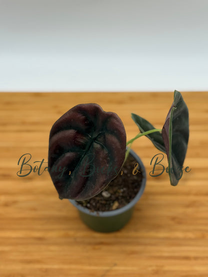 Alocasia Cuprea Red Secret