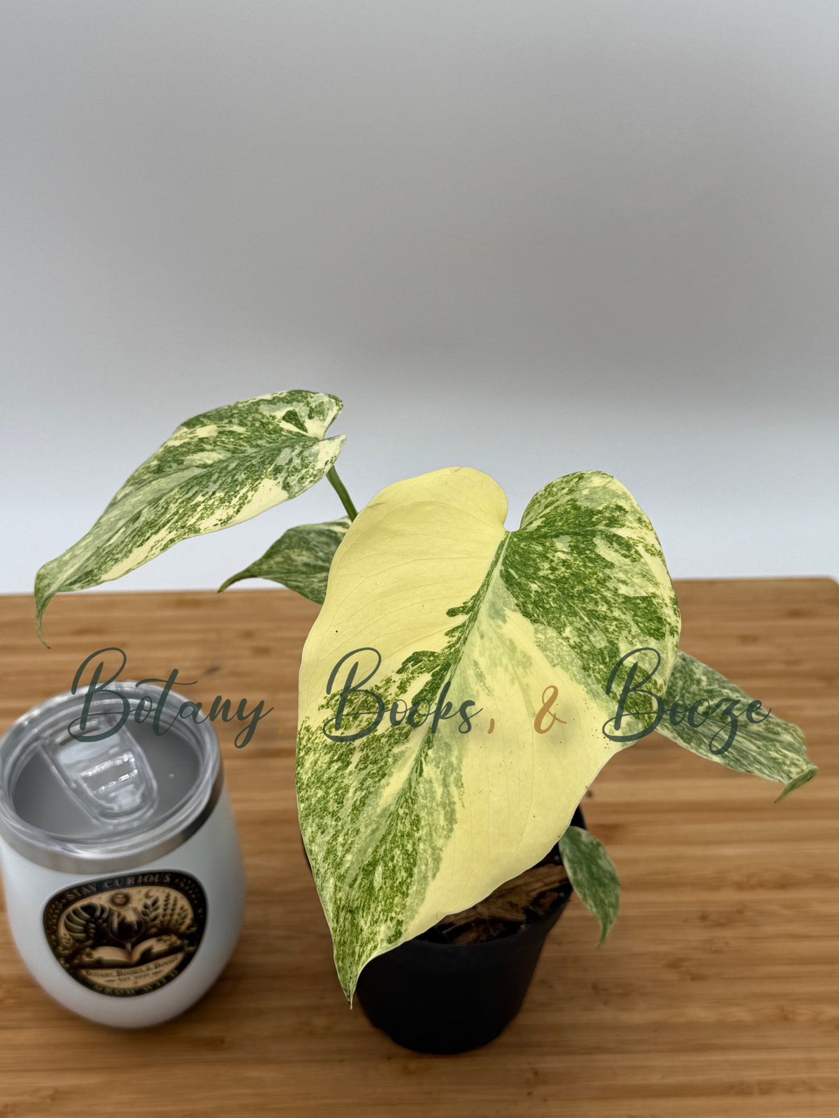 Monstera 'Legacy'