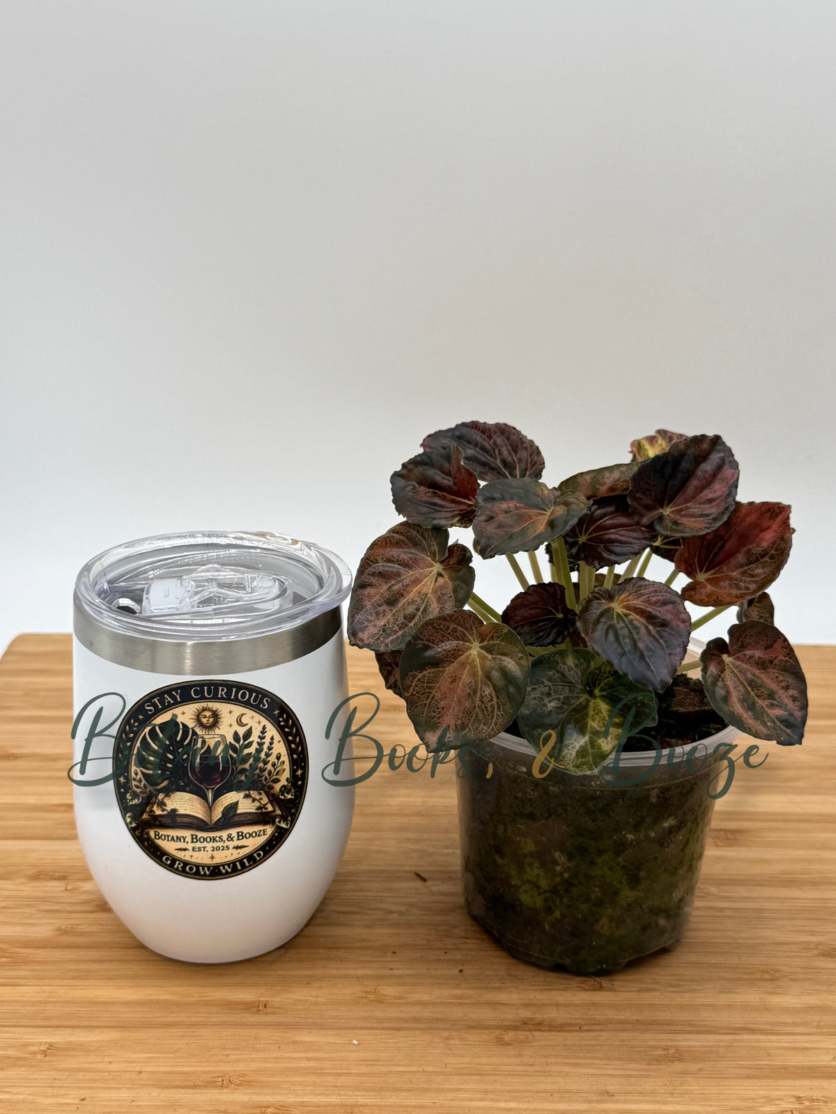Peperomia 'Carnival'