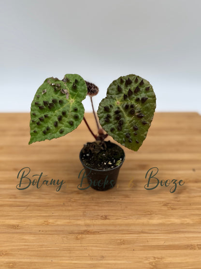Begonia ferox