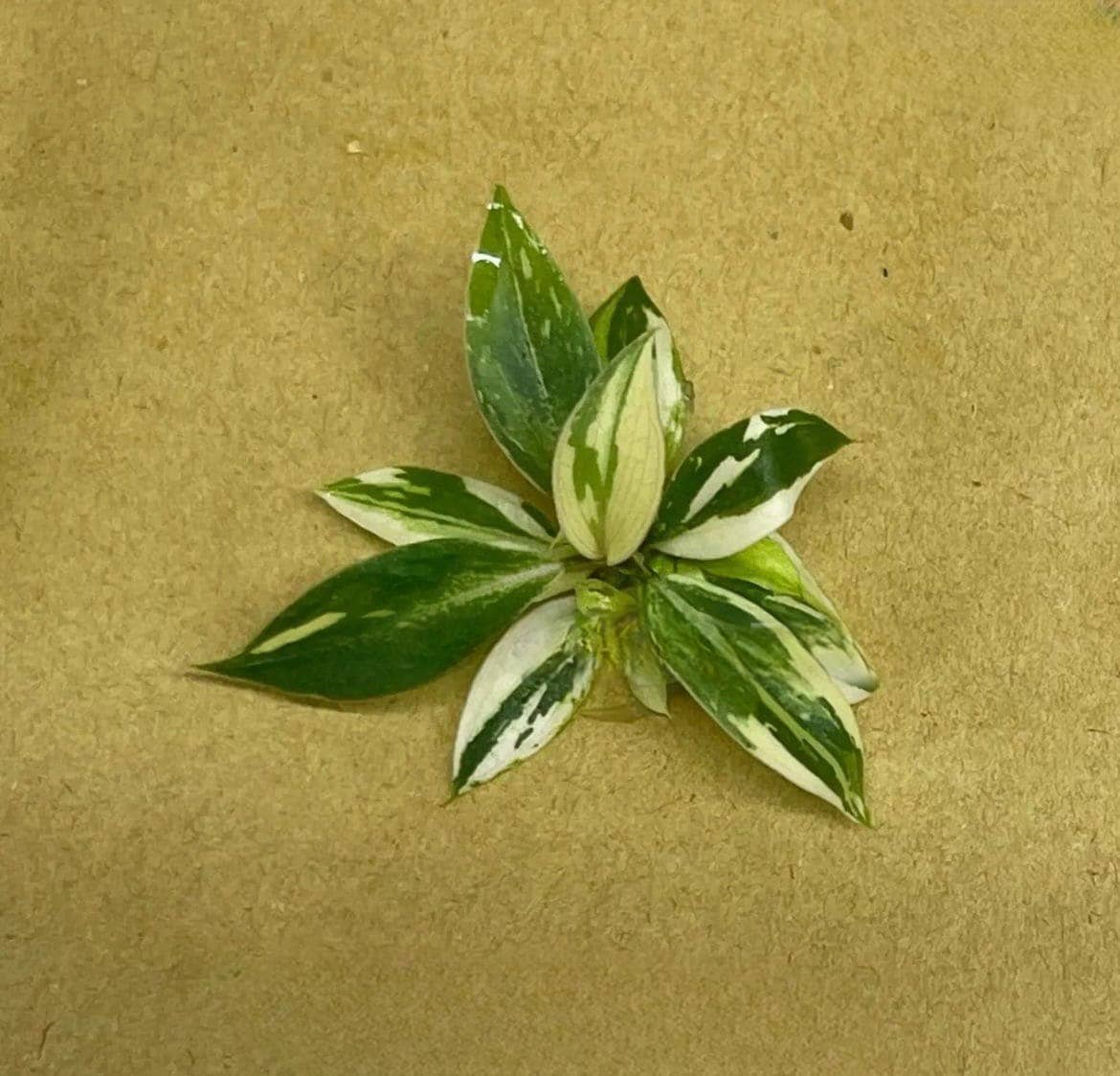 Philodendron gloriosum variegated