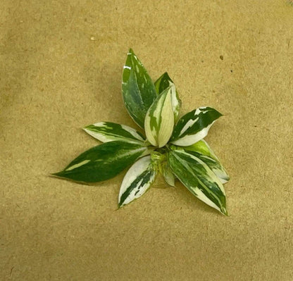 Philodendron gloriosum variegated