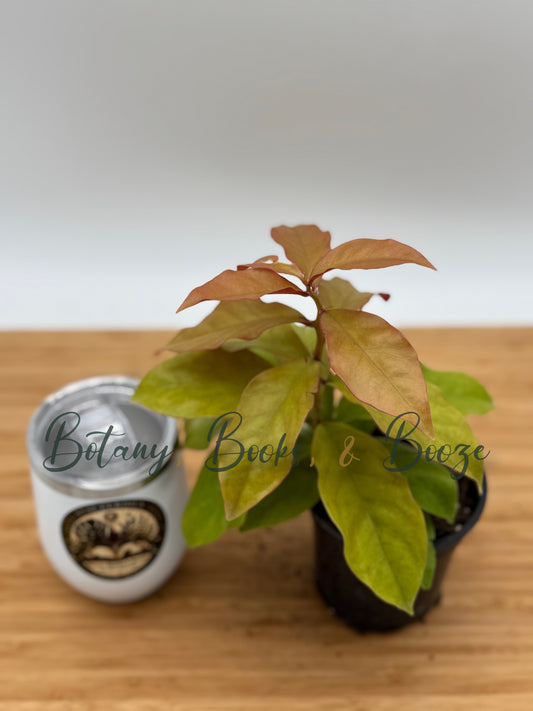 Pereskia acu. 'Godseffiana Variegata' Barbados Gooseberry