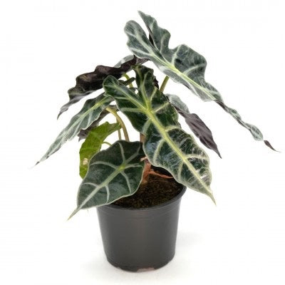 Alocasia amazonica Polly