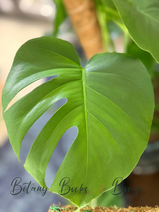 Monstera Deliciosa Split Leaf