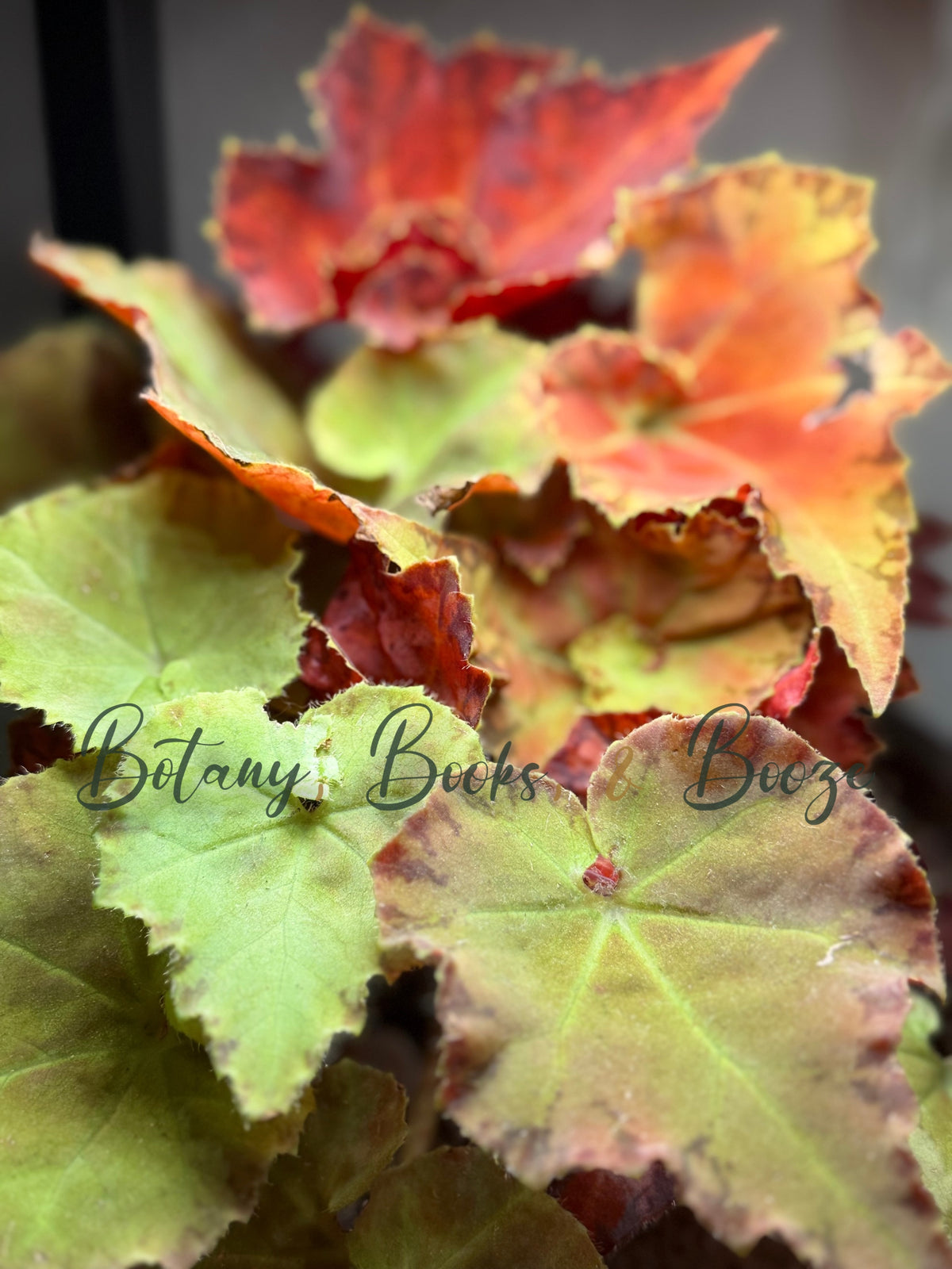 Begonia Martha Stewart
