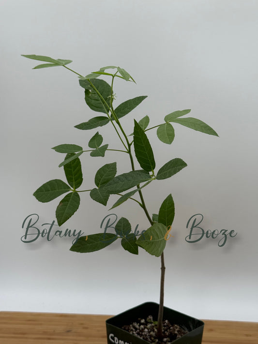 Commiphora mollis Velvet Corkwood
