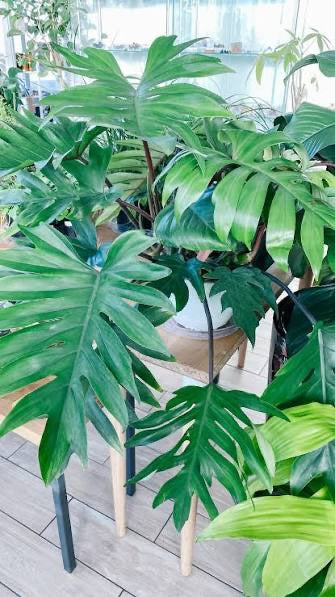Philodendron Mayoi Tahiti