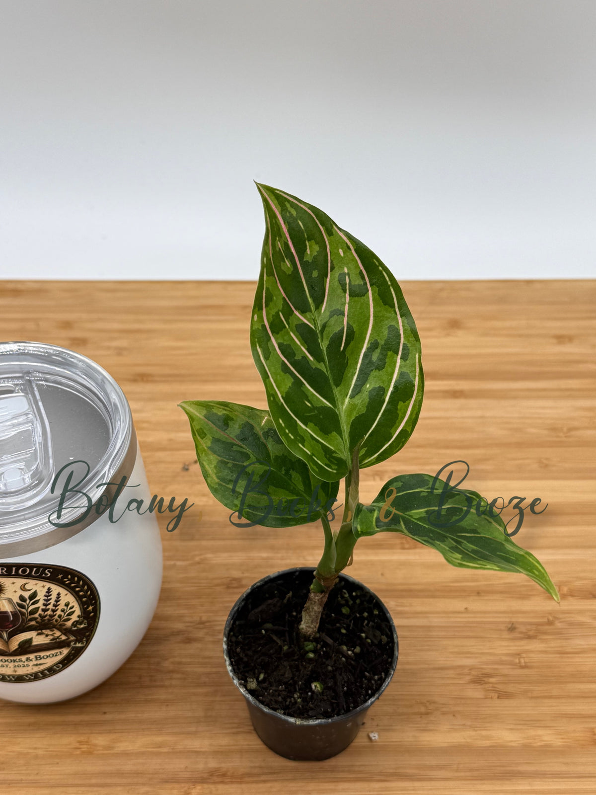 Aglaonema 'Red Army'