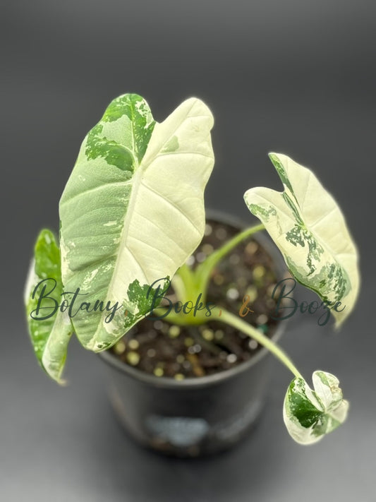 Alocasia Frydek Variegated