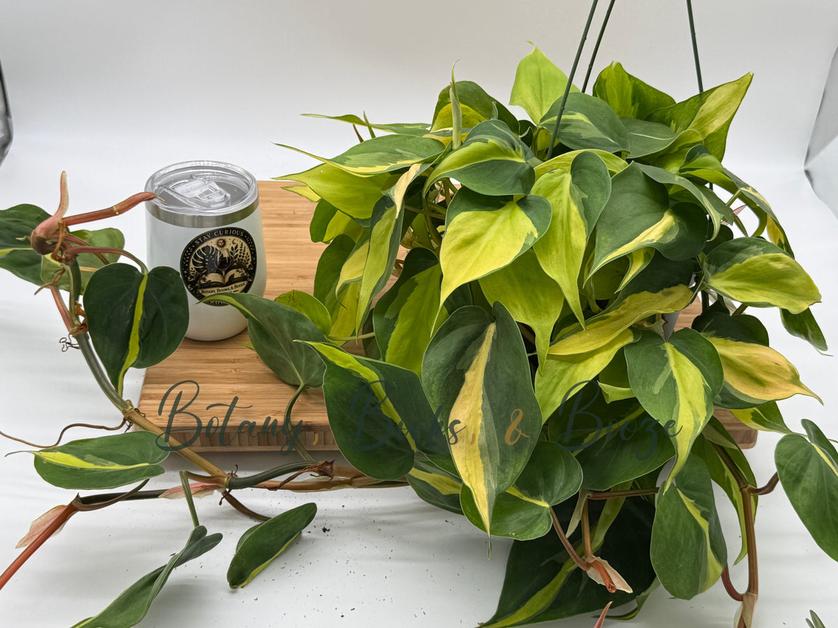 Philodendron heder. 'Brasil'