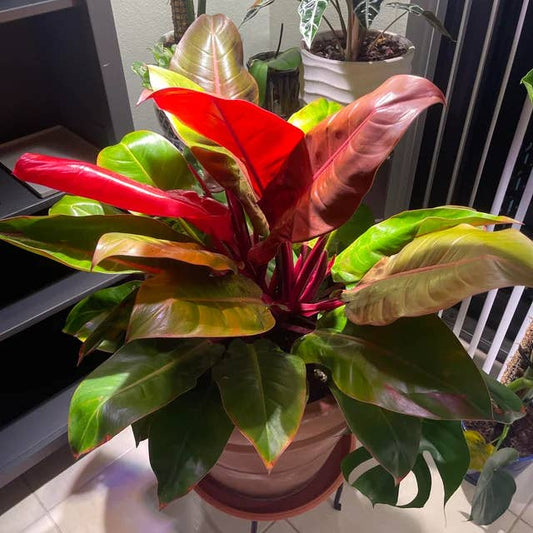 Philodendron McColleys Finale