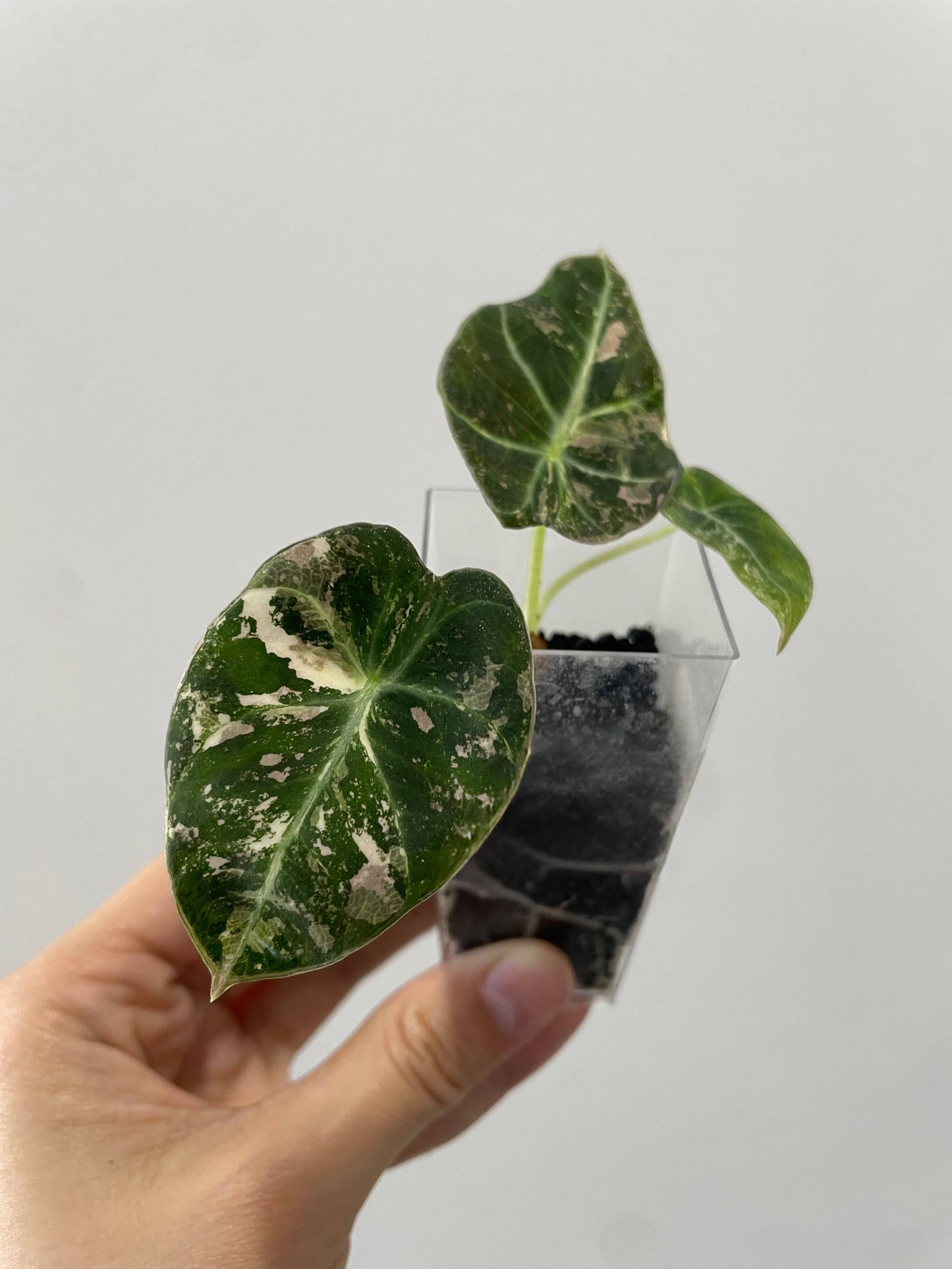 Alocasia reginula Black Velvet Pink variegated