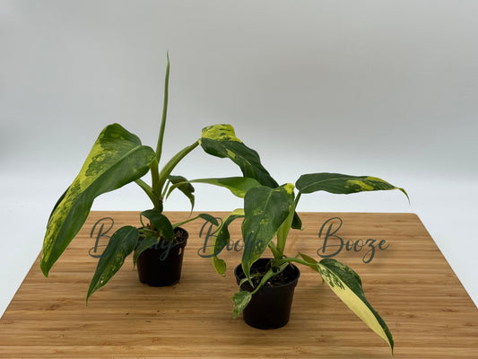 Philodendron domesticum Mango Shake