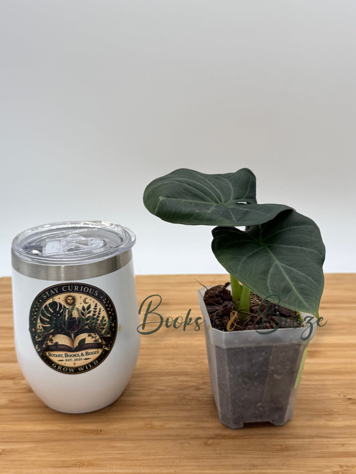 Alocasia Regal Shield