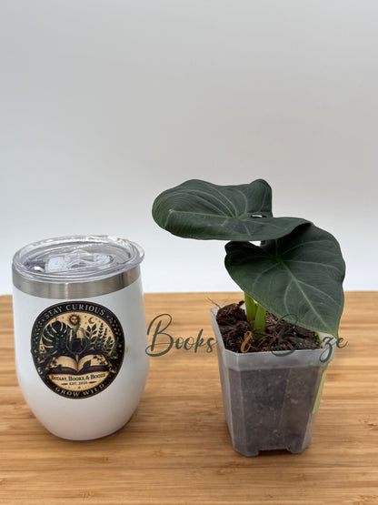 Alocasia Regal Shield