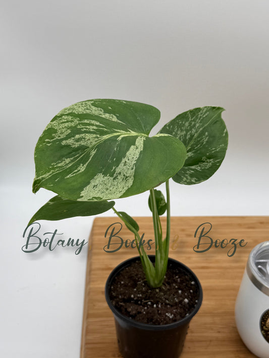 Monstera deliciosa 'Bulbasaur'